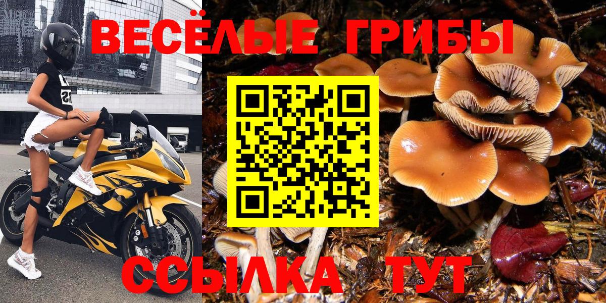 Галлюциногенные грибы Psilocybine cubensis  Вход с VPN  Тимашёвск 